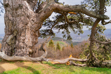 tree in the park