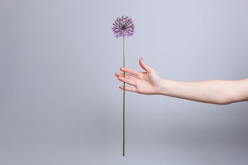 Fototapeta premium one pink flower on a tall stem in hand isolated on grey background with copy space for text . purple flower on a tall stalk