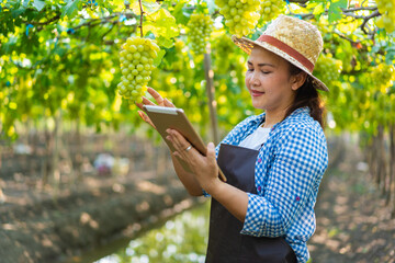 Asian farmer using digital tablet collecting data and monitoring fresh green grapes in organic...