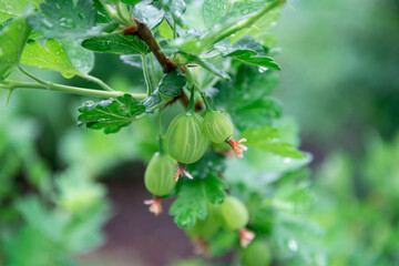 Obraz premium A gooseberry branch with leaves is ripening.