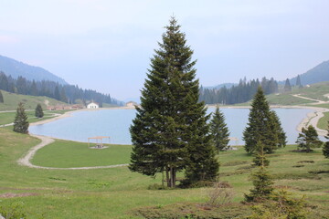 trees in the mountains