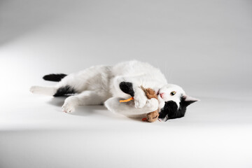 Black and white cat laying on white background playing with toy mouse. Side view
