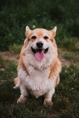Corgi sits in grass and smiles with his tongue hanging out. The worlds smallest shepherd dog. Full length portrait of Pembroke Welsh corgi.
