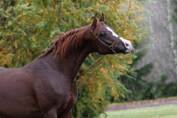 Beautiful chestnut arabian horse on natural background, portrait closeup
