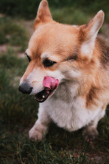 Corgi sits in grass and licks its face with its tongue. The worlds smallest shepherd dog. Full length portrait of Pembroke Welsh corgi.