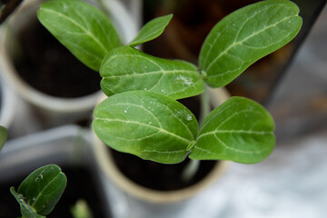 Young green sprouts of lagenaria pumpkin from seeds at home in the spring.
