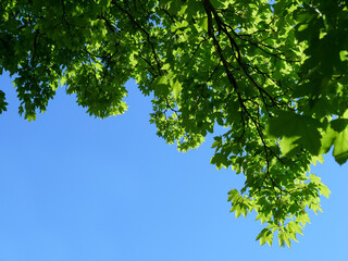 Obraz premium Low angle view of fresh green tree leaves backlit by summer sun against blue sky background.
