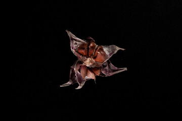 Ajo en forma de flor ajo pelado