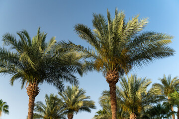 Photo of high green tropical, palm trees on a background of blue sky. Sunny day, vacation in a tropical country