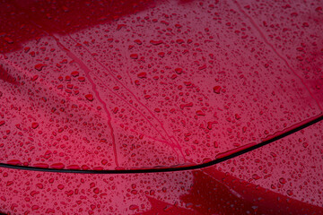 The surface of the car in raindrops.