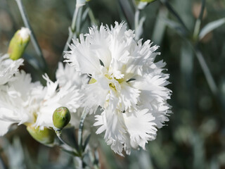Vue en détail d'une fleur d'oeillet mignardise 'Mrs.Sinkins' ou oeillet anglais (Dianthus...