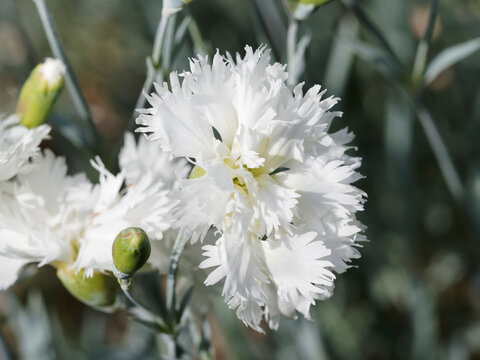 Vue en détail d'une fleur d'oeillet mignardise 'Mrs.Sinkins' ou oeillet anglais (Dianthus plumarius) à pétales frangées, doubles et blanche, coeur vert