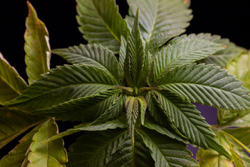 Cannabis plant and new grown leaves