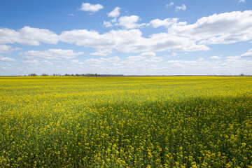 Fototapeta premium A beautiful yellow field with rapeseed flowers in spring.