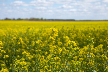 Obraz premium A beautiful yellow field with rapeseed flowers in spring.