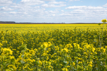 Fototapeta premium A beautiful yellow field with rapeseed flowers in spring.