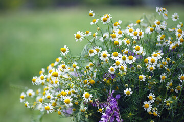 vase with daisies