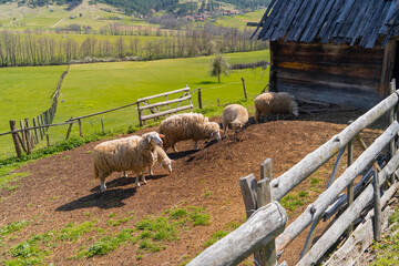 sheep on a farm