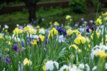 梅雨に咲くカラフルで綺麗な花