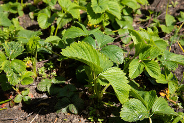 The plant is a garden strawberry with green leaves on a black covering material in the garden in spring and summer.