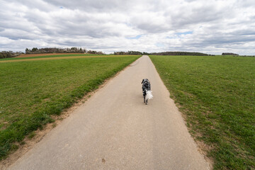 dog walking alongside country road