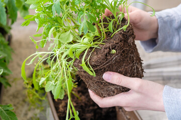 Close up woman hands transplanting flowers on the balcony. 