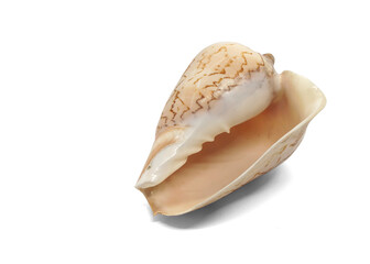 Decorative beautiful sea shell (volute nobilis). Isolated on white.