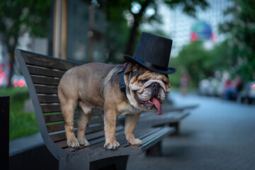 english bulldog in a park