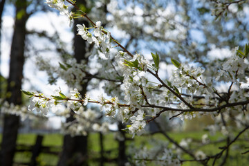 Beautiful blooming fruit tree branch in the garden in spring.