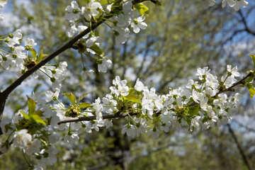 Beautiful blooming fruit tree branch in the garden in spring.