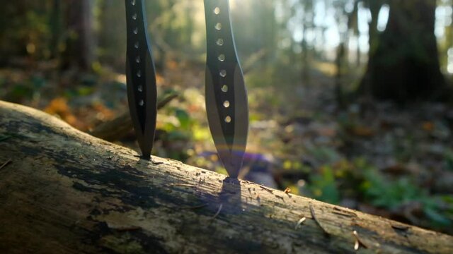 Knife throwing sport.  Throwing knives. Throwing sports weapons.Active street sports. throwing blades in a log close-up on blurred forest background in sunbeams.Sports equipment.