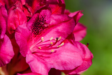 Close-up flowers of violet rhododendron with pistils and stamens