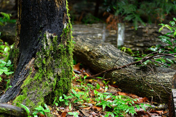	足元に自生する苔
