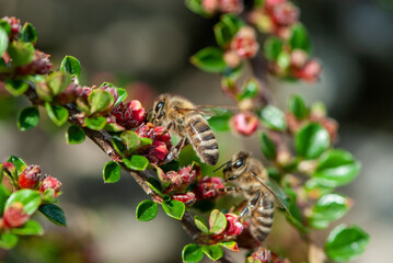 Close-up two hard-working bees on a branch of an ornamental shrub with small red flowers with green leaves