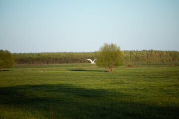 A white heron flies over a green field.