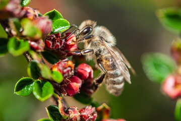 Close-up hard-working bee on a branch of an ornamental shrub with small red flowers with green leaves