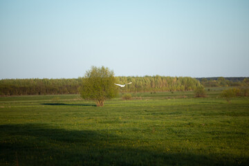 A white heron flies over a green field.