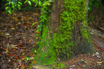 Obraz premium 足元に自生する苔