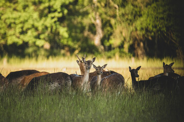 Damwild Abendsonne Feld