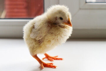 child holds a small yellow chicken in his hands