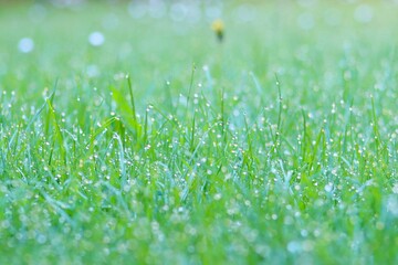 green grass background