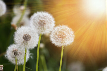Ripe dandelions in sunshine, summer day, spring summer background