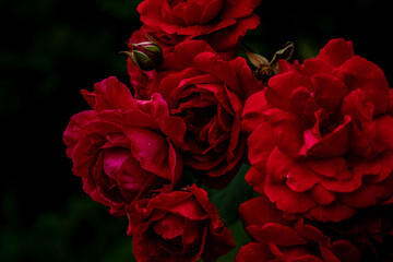 Beautiful view of red flowers and leaves growing in the dark garden