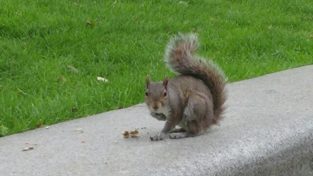 Squirrel eating nuts, searching for more, looking into camera and eventually leaving