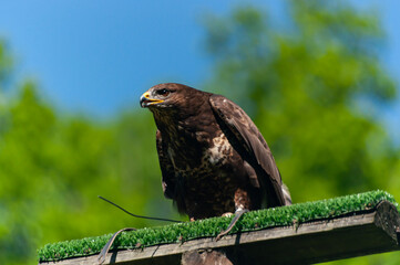 aguja (Geranoaetus melanoleucus)