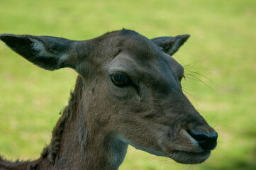 roe deer