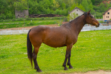 Naklejka na ściany i meble horse and foal