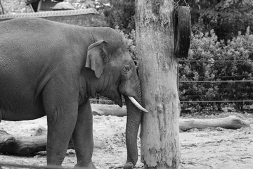 Foto op Aluminium elephant in the zoo © Kathleen Avonts