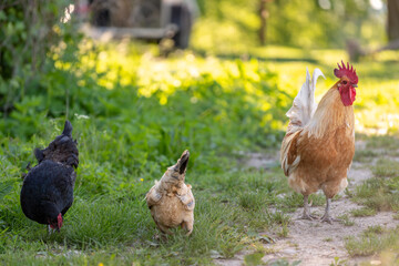 Rooster and hens on an educational farm in the countryside.
