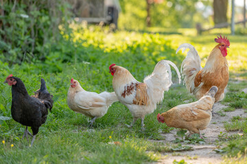 Rooster and hens on an educational farm in the countryside.